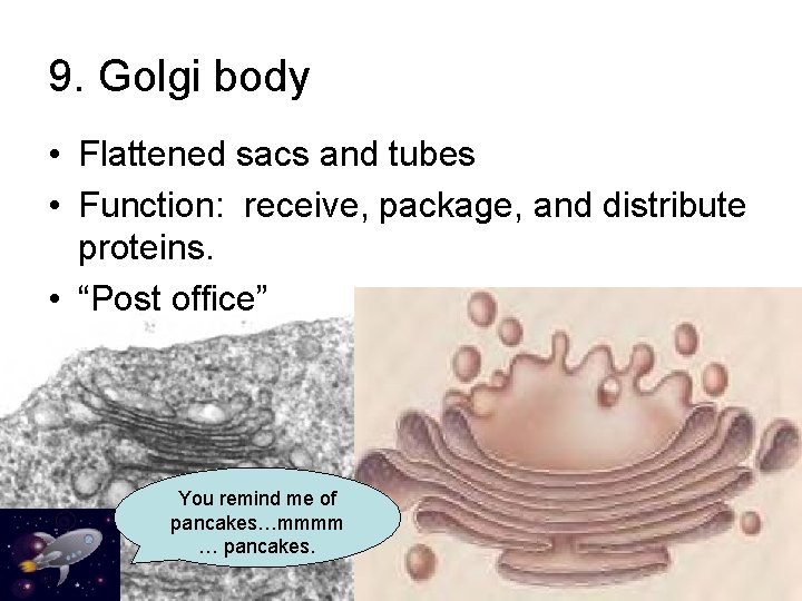 9. Golgi body • Flattened sacs and tubes • Function: receive, package, and distribute