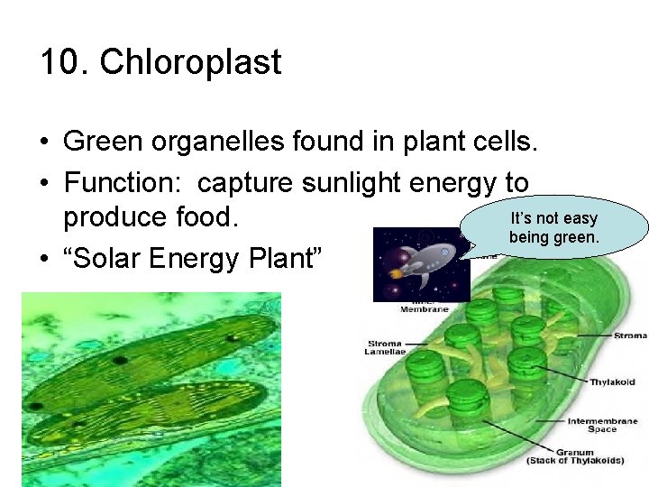 10. Chloroplast • Green organelles found in plant cells. • Function: capture sunlight energy