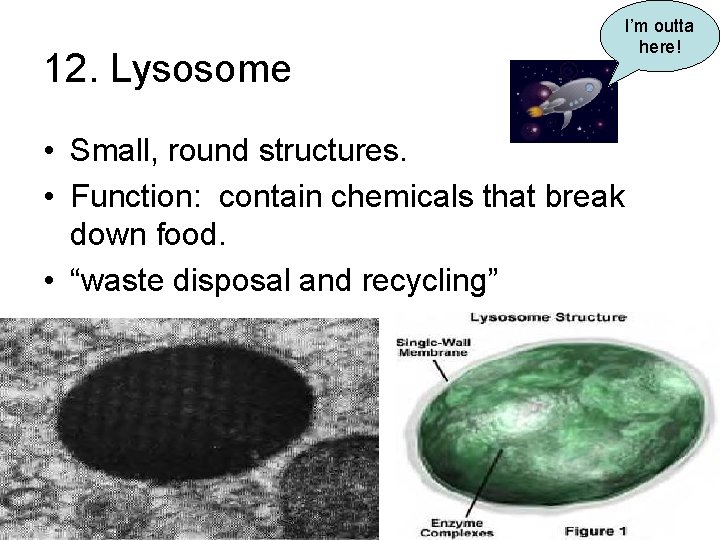 12. Lysosome • Small, round structures. • Function: contain chemicals that break down food.