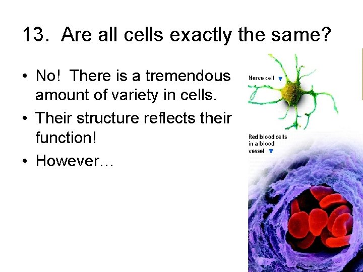 13. Are all cells exactly the same? • No! There is a tremendous amount