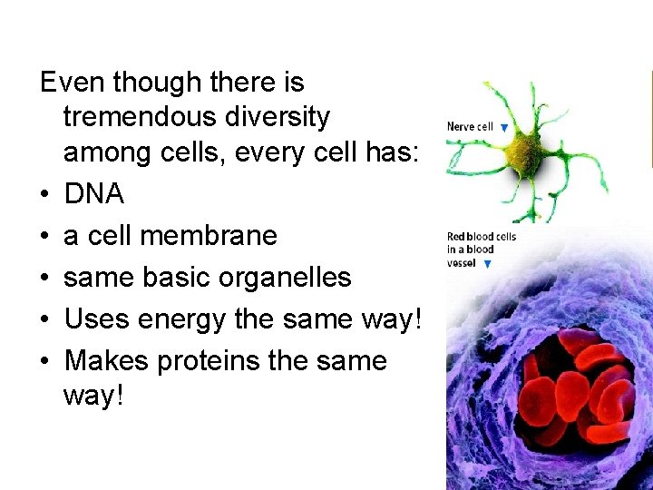 Even though there is tremendous diversity among cells, every cell has: • DNA •