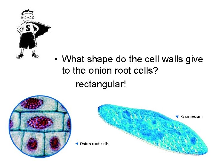  • What shape do the cell walls give to the onion root cells?