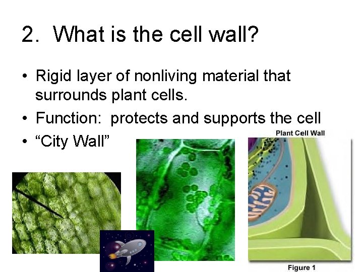 2. What is the cell wall? • Rigid layer of nonliving material that surrounds