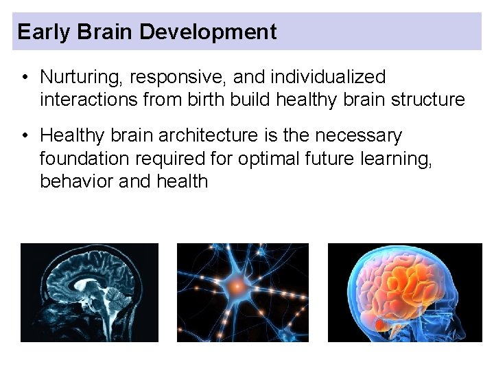 Early Brain Development • Nurturing, responsive, and individualized interactions from birth build healthy brain