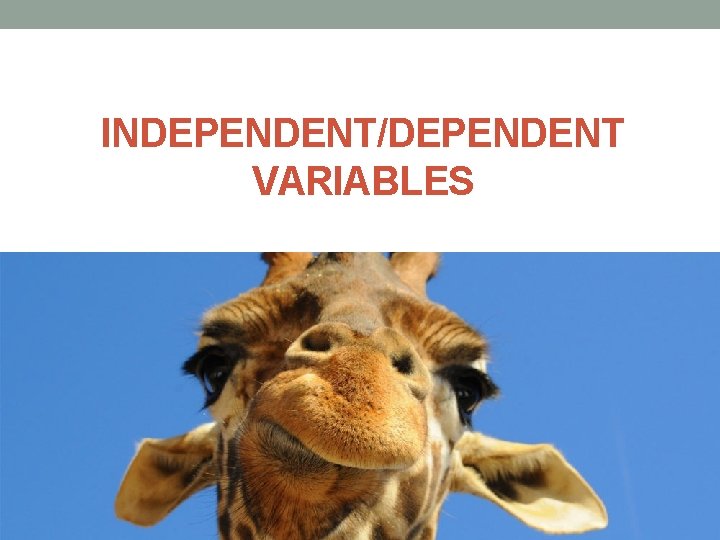 INDEPENDENT/DEPENDENT VARIABLES 