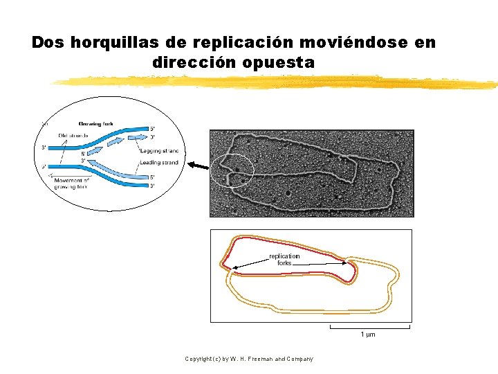 Dos horquillas de replicación moviéndose en dirección opuesta Copyright (c) by W. H. Freeman