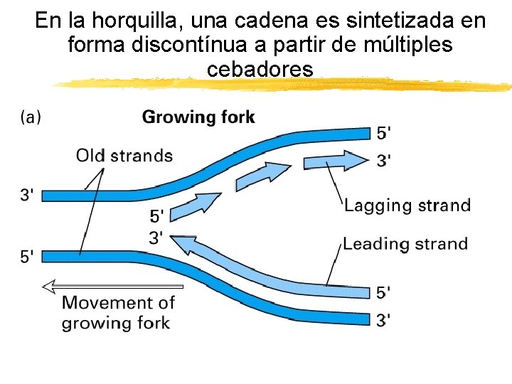 En la horquilla, una cadena es sintetizada en forma discontínua a partir de múltiples