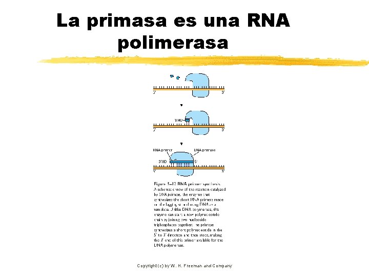 La primasa es una RNA polimerasa Copyright (c) by W. H. Freeman and Company