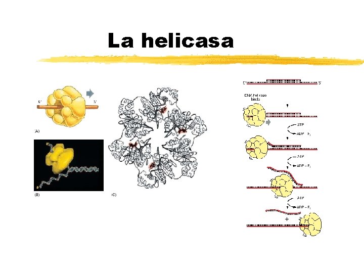 La helicasa Copyright (c) by W. H. Freeman and Company 