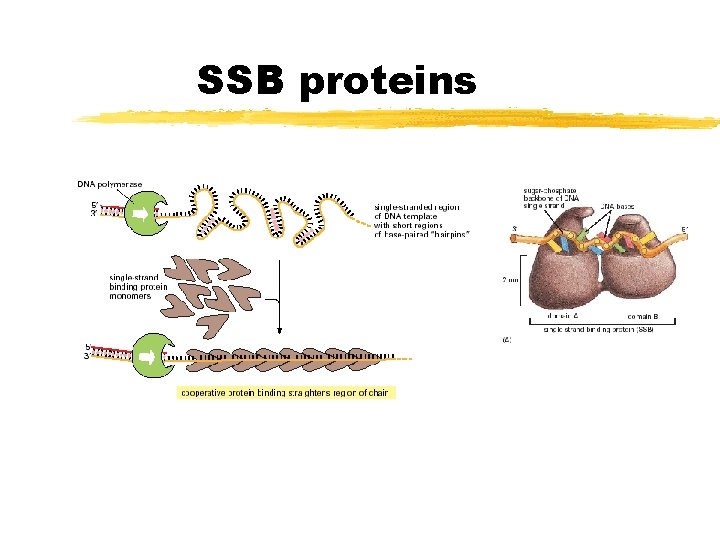 SSB proteins Copyright (c) by W. H. Freeman and Company 