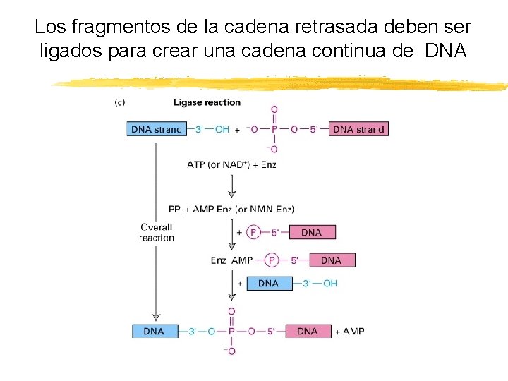 Los fragmentos de la cadena retrasada deben ser ligados para crear una cadena continua