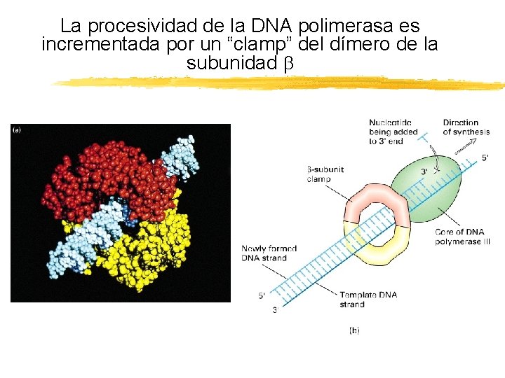 La procesividad de la DNA polimerasa es incrementada por un “clamp” del dímero de