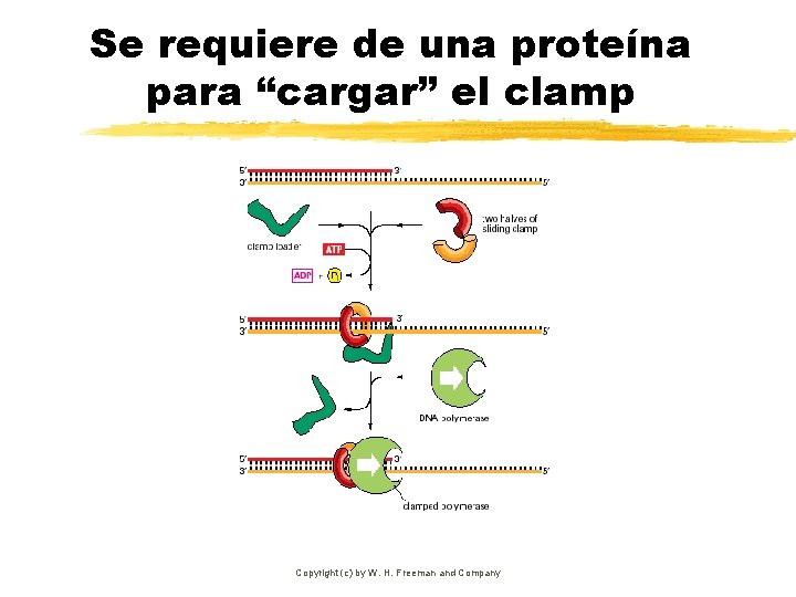 Se requiere de una proteína para “cargar” el clamp Copyright (c) by W. H.