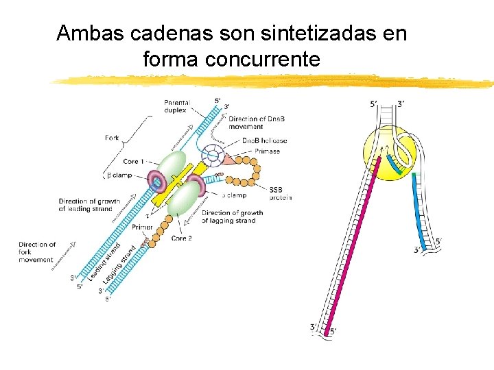 Ambas cadenas son sintetizadas en forma concurrente Copyright (c) by W. H. Freeman and