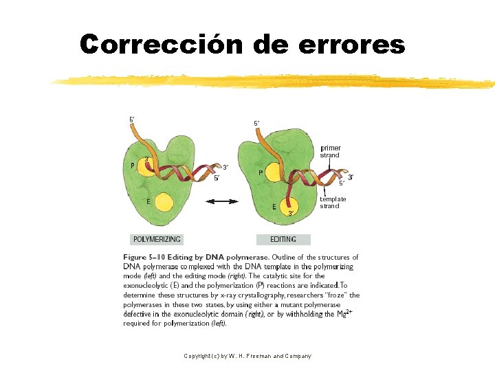 Corrección de errores Copyright (c) by W. H. Freeman and Company 