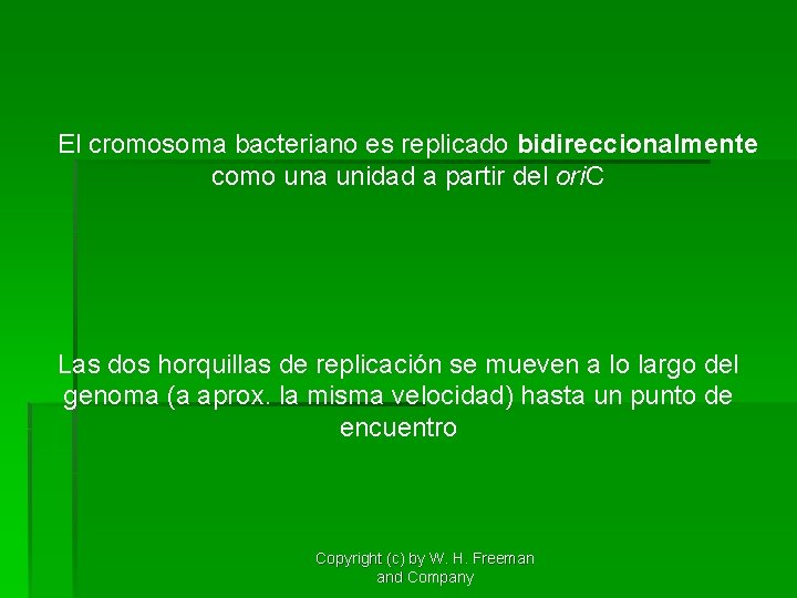 El cromosoma bacteriano es replicado bidireccionalmente como una unidad a partir del ori. C