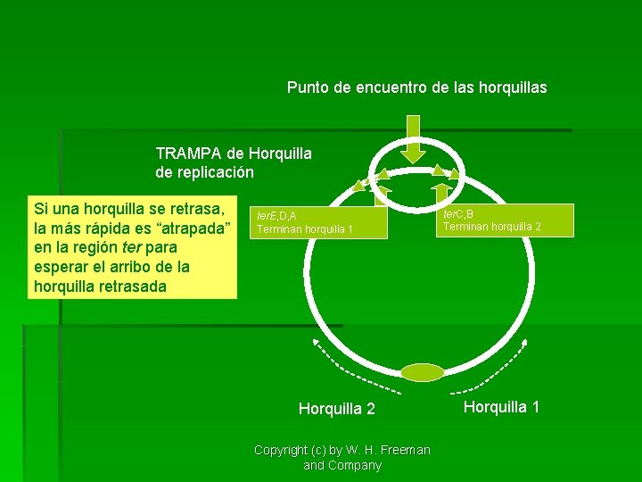 Punto de encuentro de las horquillas TRAMPA de Horquilla de replicación Si una horquilla