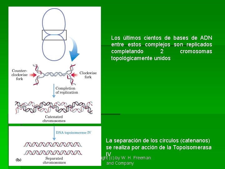 Los últimos cientos de bases de ADN entre estos complejos son replicados completando 2