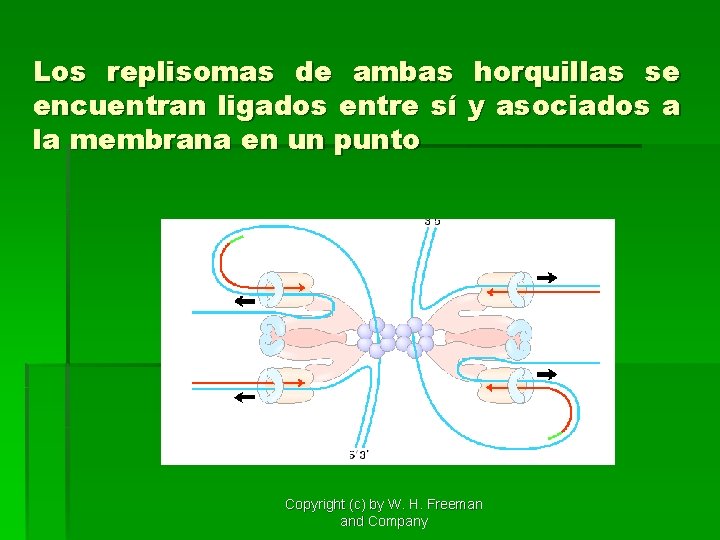 Los replisomas de ambas horquillas se encuentran ligados entre sí y asociados a la