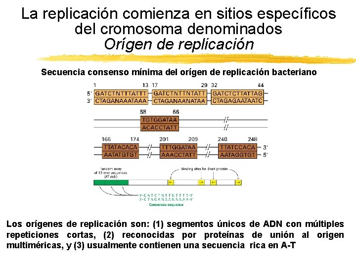 La replicación comienza en sitios específicos del cromosoma denominados Orígen de replicación Secuencia consenso