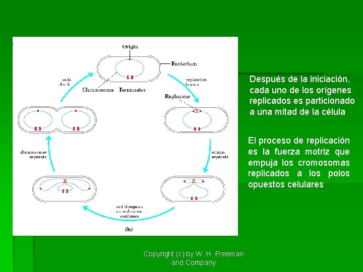 Después de la iniciación, cada uno de los orígenes replicados es particionado a una