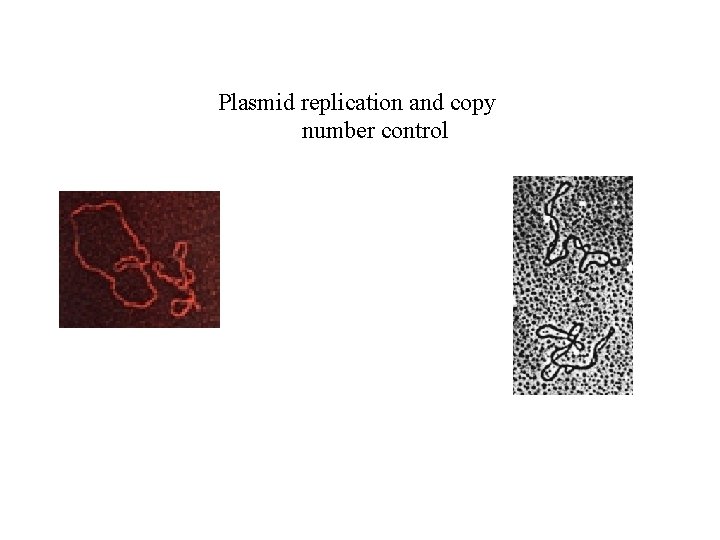 Plasmid replication and copy number control 