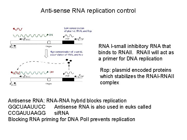 Anti-sense RNA replication control RNA I-small inhibitory RNA that binds to RNAII will act