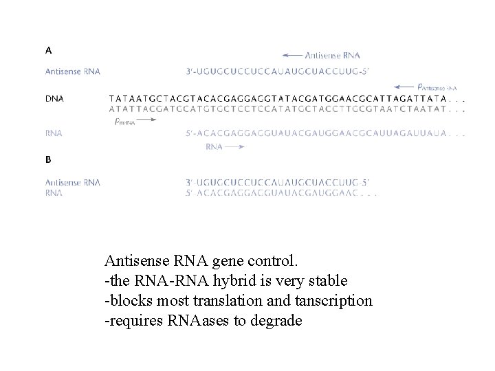 Antisense RNA gene control. -the RNA-RNA hybrid is very stable -blocks most translation and