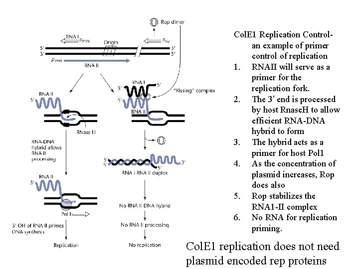 Col. E 1 Replication Controlan example of primer control of replication 1. RNAII will