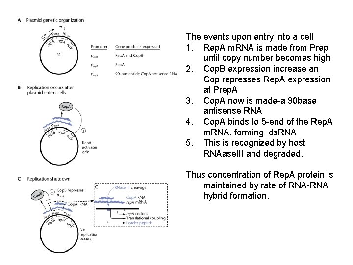 The events upon entry into a cell 1. Rep. A m. RNA is made