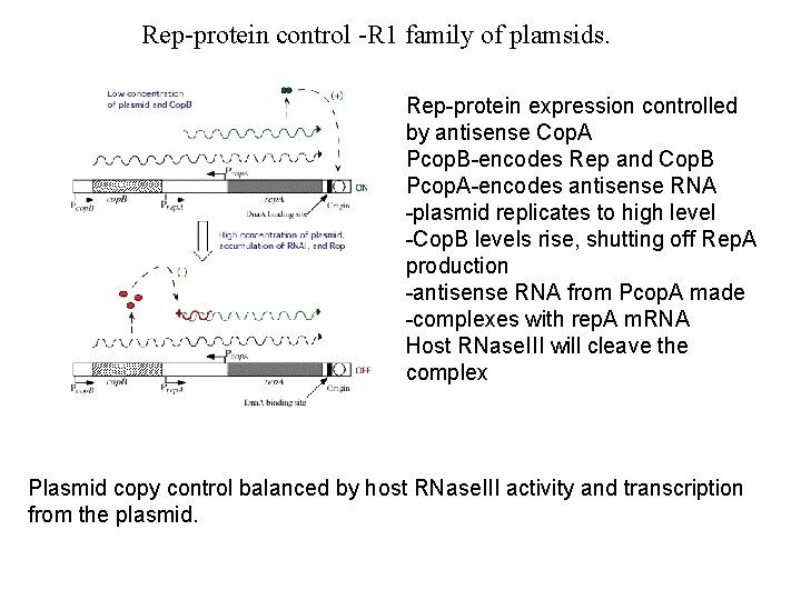 Rep-protein control -R 1 family of plamsids. Rep-protein expression controlled by antisense Cop. A