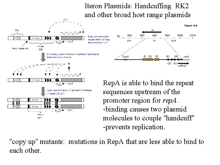 Iteron Plasmids: Handcuffing RK 2 and other broad host range plasmids Rep. A is