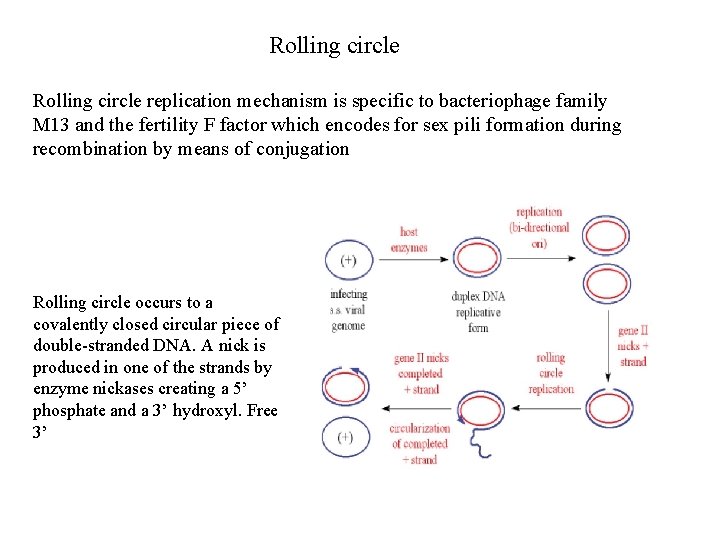 Rolling circle replication mechanism is specific to bacteriophage family M 13 and the fertility