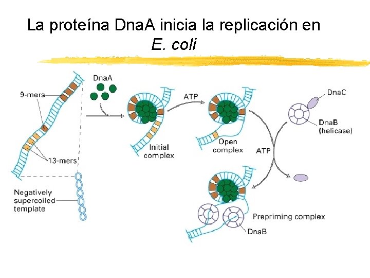 La proteína Dna. A inicia la replicación en E. coli Copyright (c) by W.