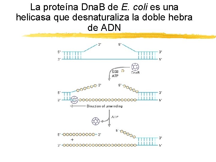 La proteína Dna. B de E. coli es una helicasa que desnaturaliza la doble