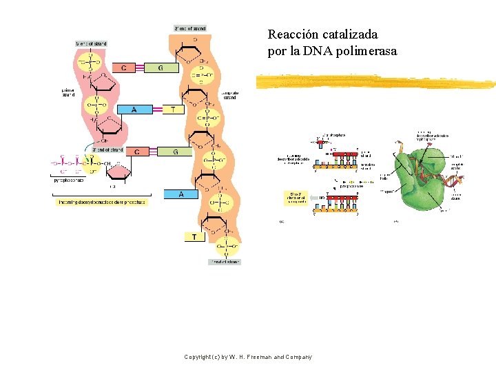 Reacción catalizada por la DNA polimerasa Copyright (c) by W. H. Freeman and Company