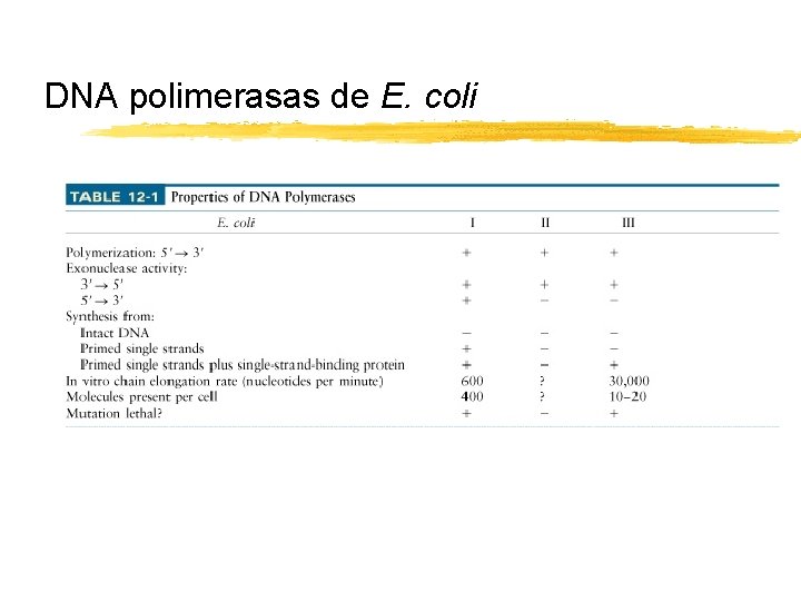 DNA polimerasas de E. coli Copyright (c) by W. H. Freeman and Company 