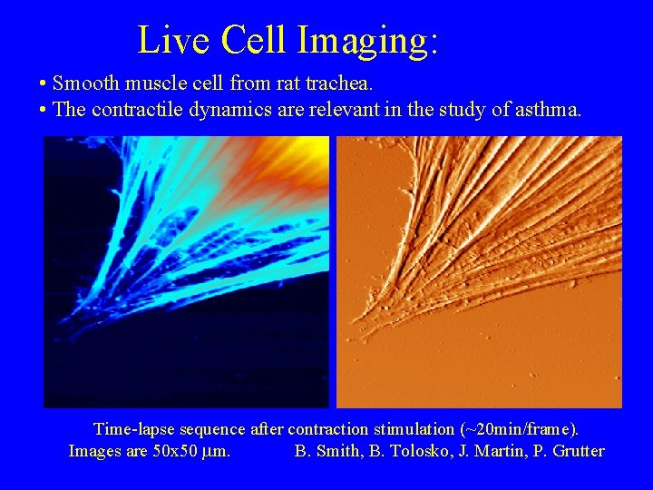 Live Cell Imaging: • Smooth muscle cell from rat trachea. • The contractile dynamics