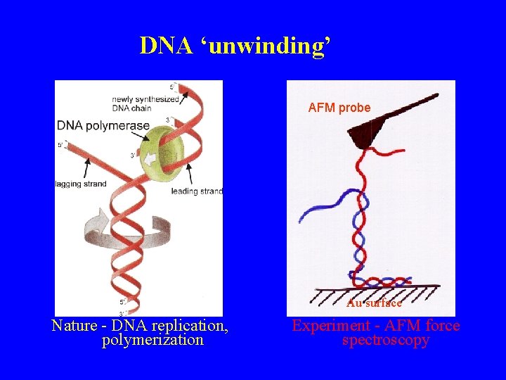 DNA ‘unwinding’ AFM probe Au surface Nature - DNA replication, polymerization Experiment - AFM
