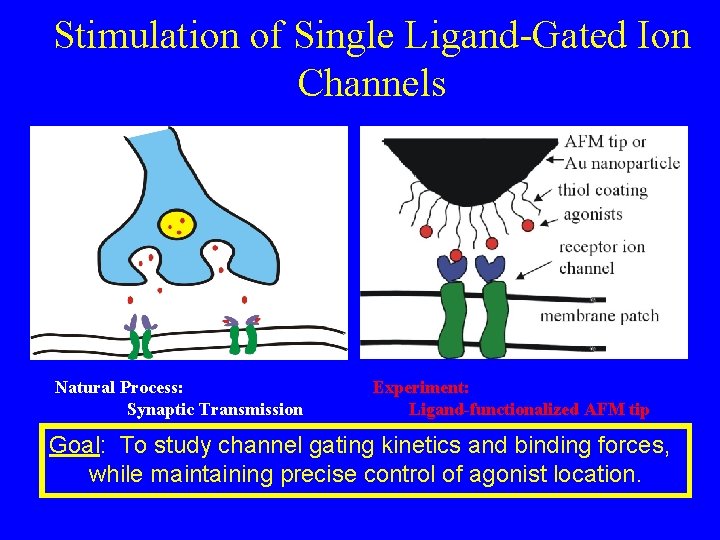 Stimulation of Single Ligand-Gated Ion Channels Natural Process: Synaptic Transmission Experiment: Ligand-functionalized AFM tip