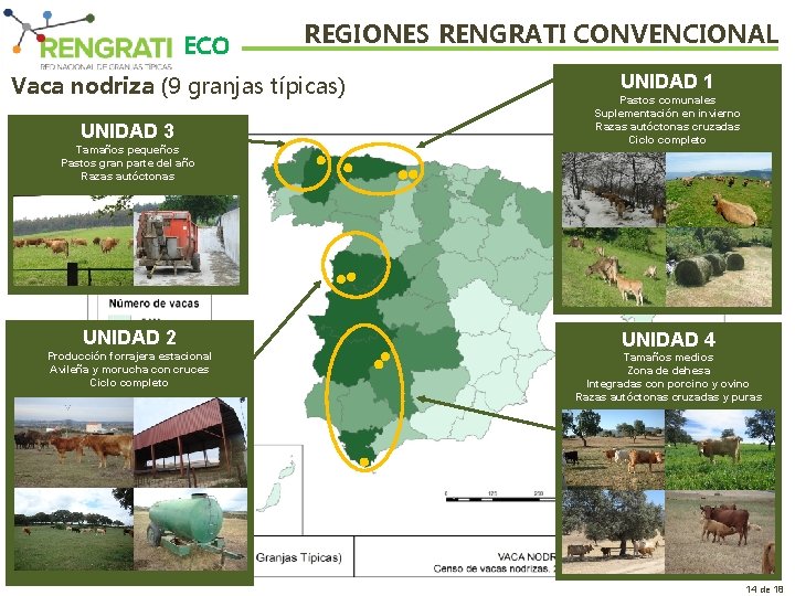 ECO REGIONES RENGRATI CONVENCIONAL Vaca nodriza (9 granjas típicas) UNIDAD 3 Tamaños pequeños Pastos