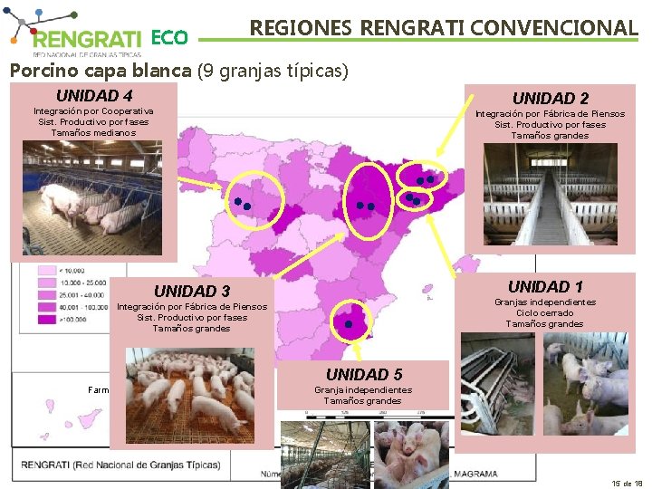 ECO REGIONES RENGRATI CONVENCIONAL Porcino capa blanca (9 granjas típicas) UNIDAD 4 UNIDAD 2