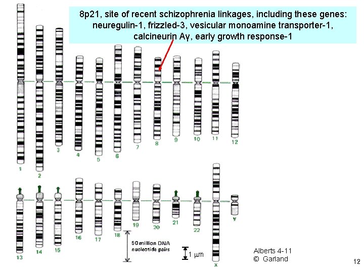 8 p 21, site of recent schizophrenia linkages, including these genes: neuregulin-1, frizzled-3, vesicular