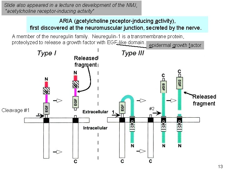 Slide also appeared in a lecture on development of the NMJ, “acetylcholine receptor-inducing activity”