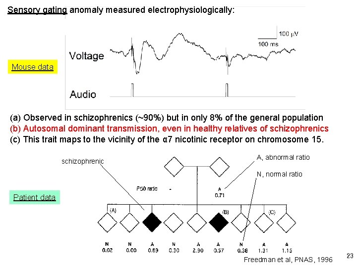 Sensory gating anomaly measured electrophysiologically: Mouse data (a) Observed in schizophrenics (~90%) but in