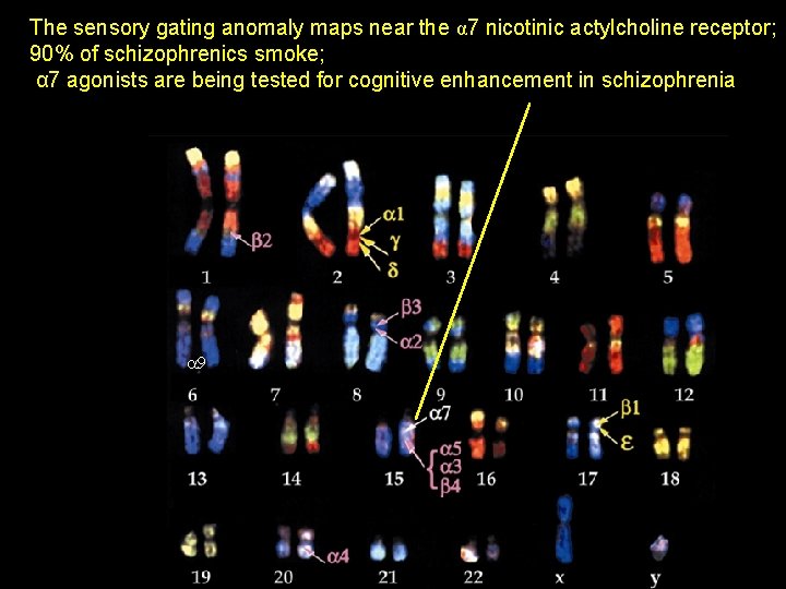 The sensory gating anomaly maps near the α 7 nicotinic actylcholine receptor; 90% of