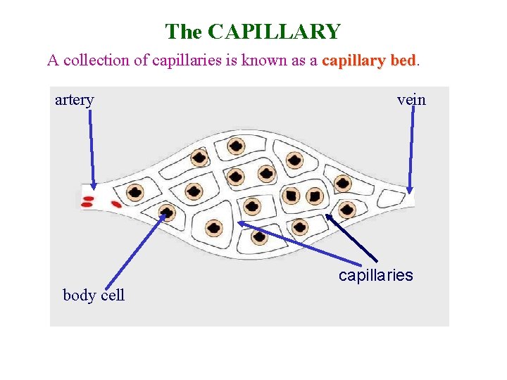 The CAPILLARY A collection of capillaries is known as a capillary bed artery vein
