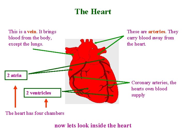 The Heart This is a vein. It brings blood from the body, except the