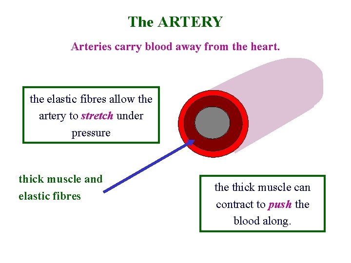 The ARTERY Arteries carry blood away from the heart. the elastic fibres allow the