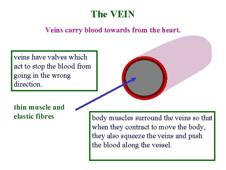 The VEIN Veins carry blood towards from the heart. veins have valves which act